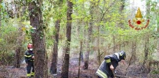 Incendio nella pineta di Milano Marittima, intervengono i Vigili del Fuoco