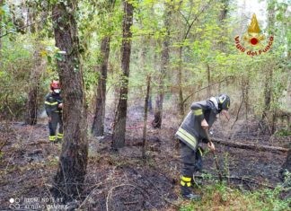Incendio nella pineta di Milano Marittima, intervengono i Vigili del Fuoco
