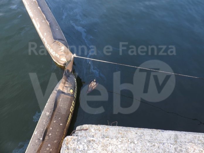 2019_06_21_gabbiano_chiazze fuori panne_Berkan B