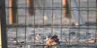 Nati i fratini sulle spiagge ravennati. Ora i volontari chiedono attenzione