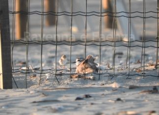 Nati i fratini sulle spiagge ravennati. Ora i volontari chiedono attenzione