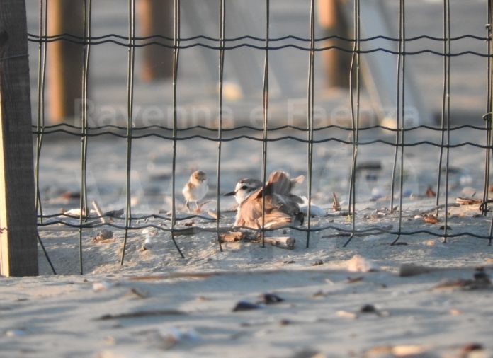 2021_05_20_maschio e pullo fratino_ph Francesca Santarella