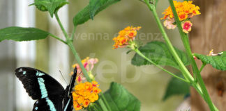 Milano Marittima: riapre sabato la Casa delle Farfalle