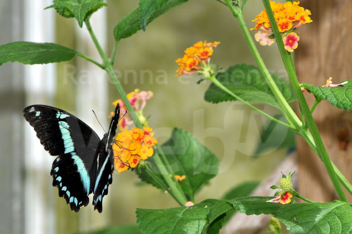 7160 foto Florio Badocchi