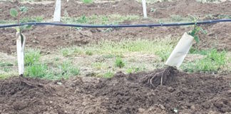 Coldiretti: Faenza. Dopo il gelo distruttivo, sono i cinghiali a fare tabula rasa di nuovi frutteti