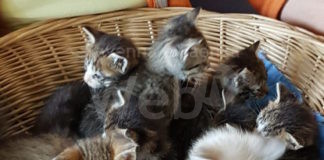 Enpa Ravenna: Riprendono gli abbandoni