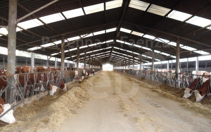 La-Stalla-Sociale-La-Comune-di-Rotella-foto-redazionescuola