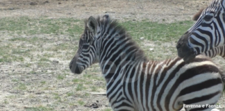 Da sabato 22 maggio il Safari Ravenna è pronto a ripartire in sicurezza, con tante novità e nuove nascite