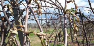 Gelate di primavera, accesso al Fondo di Solidarietà. Coldiretti: “Accolte le nostre richieste”