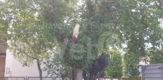 Forte vento: alberi e rami spezzati