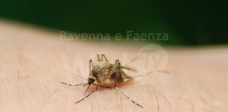 Caso di West Nile in provincia, nuove ordinanze per proteggersi dalle zanzare