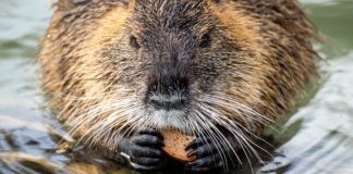 L’Oipa lancia una petizione contro l’abbattimento delle nutrie del Parco Teodorico