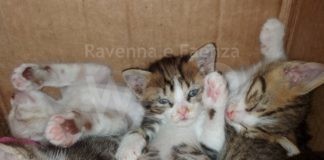 Appello di Enpa Ravenna che chiede un aiuto