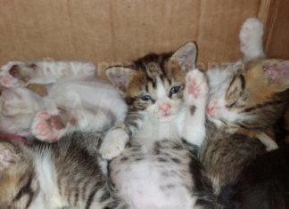 Appello di Enpa Ravenna che chiede un aiuto