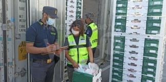Porto: sequestrato un carico di oltre 17 tonnellate di uva prodotta in Egitto e commercializzata senza le autorizzazioni