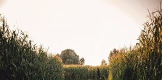 Il Labirinto di Alfonsine dedicato al “Purgatorio” di Dante