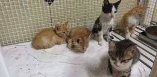 11 cuccioli con diverse patologie abbandonati in uno scatolone a Maiano Monti. L’Enpa chiede aiuto