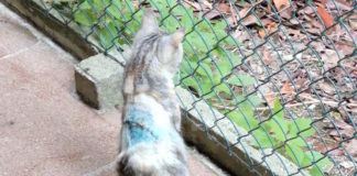 Enpa Lugo: Spara con una carabina ad una gattina di circa un anno ferendola in modo grave