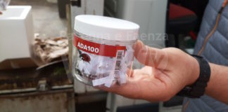 Coccinelle e altri predatori per contrastare gli insetti nocivi che attaccano le piante