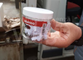 Coccinelle e altri predatori per contrastare gli insetti nocivi che attaccano le piante