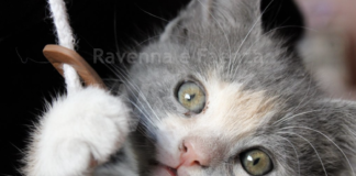 Serata delle coccole all’infermeria felina di Bizzuno