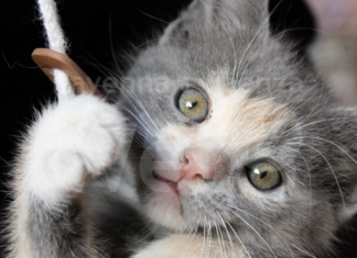 Serata delle coccole all’infermeria felina di Bizzuno