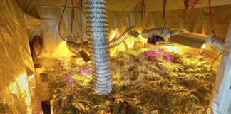 Coltivava marijuana in casa: scoperte tre serre con 45 piante