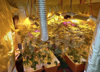 Coltivava marijuana in casa: scoperte tre serre con 45 piante