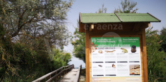 Nuovi pannelli informativi installati agli accessi delle spiagge libere per raccontare la biodiversità dei lidi ravennati