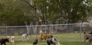 Domani chiuse temporaneamente le aree sgambamento cani sul retro della Rocca Brancaleone