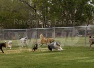 Lugo: nuova area dedicata allo sgambamento cani