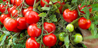 Pomodoro industria 2022: Ravenna sesta provincia per superfici coltivate con 2.222 ettari. Seconda per biologico. Preoccupazione per siccità