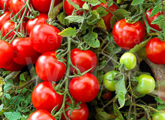 Pomodoro, Coldiretti E-R: Urgente la sottoscrizione dell’accordo quadro 2022