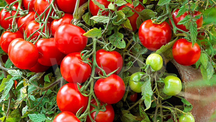 come-coltivare-i-pomodori-2