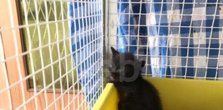 Enpa Lugo: 5 gattini salvati a Bagnara di Romagna rischiano la cecità