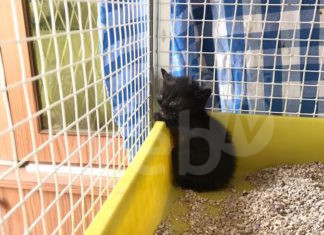 Enpa Lugo: 5 gattini salvati a Bagnara di Romagna rischiano la cecità