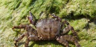 Enpa Cervia: Rispettiamo i piccoli animali che vivono nel nostro mare