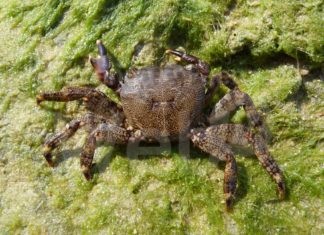 Enpa Cervia: Rispettiamo i piccoli animali che vivono nel nostro mare