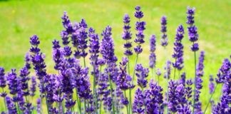 Casola Valsenio: sabato la Giornata della Lavanda e Notte viola
