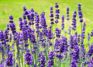 Casola Valsenio: sabato la Giornata della Lavanda e Notte viola