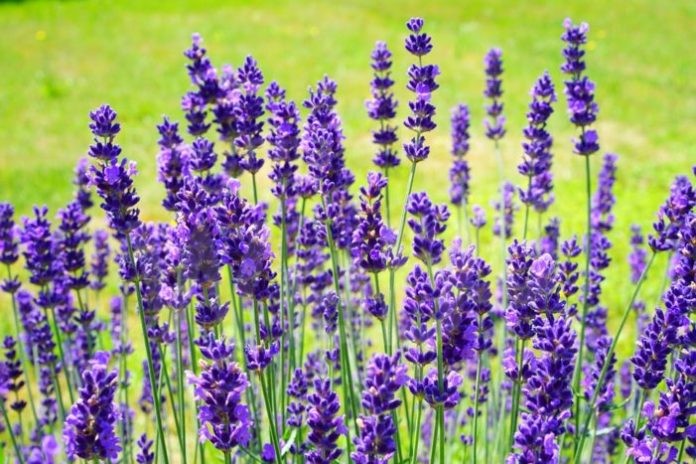 lavender-2117432_960_720-701x467