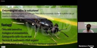 Mangimi ecosostenibili per pesci: l’idea d’impresa vince Scoop, il progetto per insegnare la cooperazione a scuola
