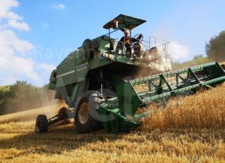 Coldiretti: Cereali, buon avvio per la campagna del grano ravennate