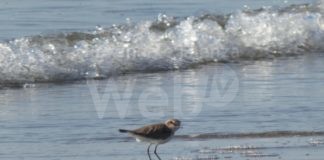 Lido di Dante: nati i piccoli di beccaccia e fratino