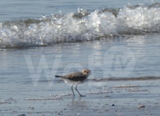 Lido di Dante: nati i piccoli di beccaccia e fratino