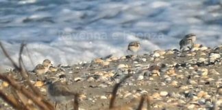 Lido di Dante: “eco-lido” all’insegna della natura. Gazebo informativo alla Bassona della Pro Loco e dei volontari per la tutela dell’avifauna
