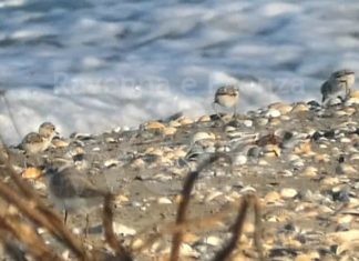 Lido di Dante: “eco-lido” all’insegna della natura. Gazebo informativo alla Bassona della Pro Loco e dei volontari per la tutela dell’avifauna