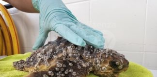 Oltre 15 tartarughe marine spiaggiate morte in 3 giorni è il triste bilancio del centro ricerche CESTHA