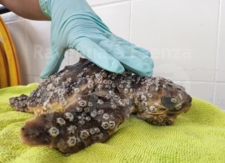 Oltre 15 tartarughe marine spiaggiate morte in 3 giorni è il triste bilancio del centro ricerche CESTHA