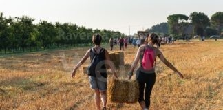 Cotignola: la raccolta delle balle al tramonto al ritmo di valzer